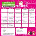 Creció 60 por ciento solicitudes de esterilizaciones, en Tulancingo