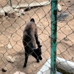 Nació “Pacha” en el zoológico de Tulancingo